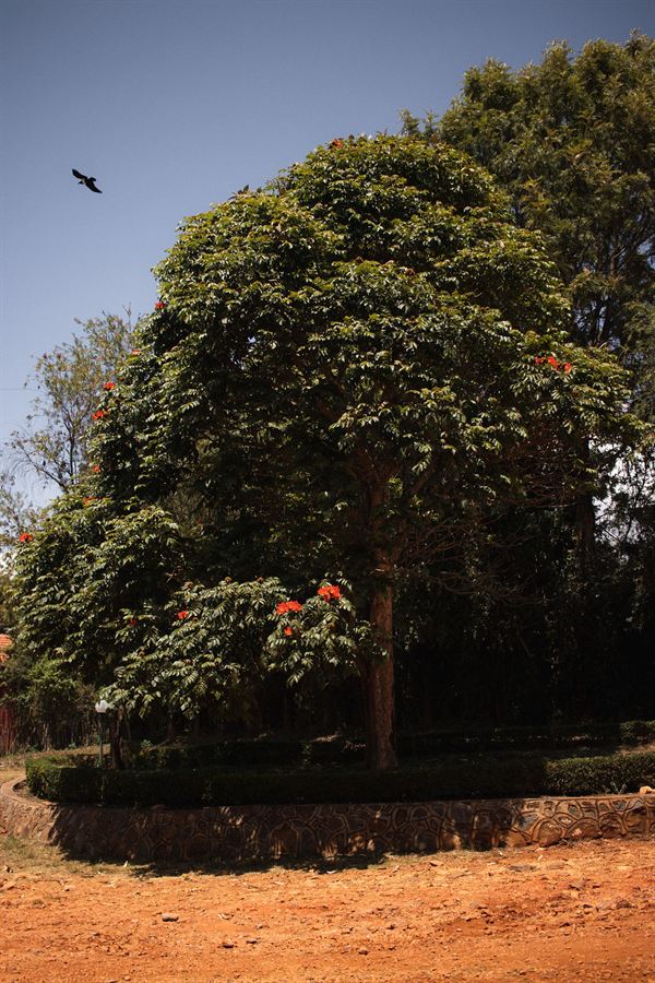 A bird over the flowering trees on the lodge grounds
