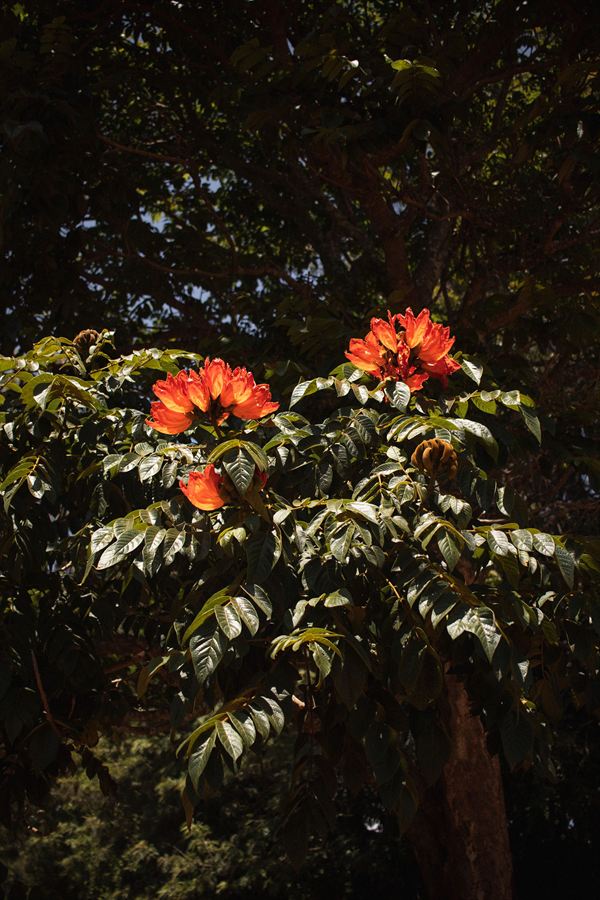 African tulip tree in flower on the lodge grounds