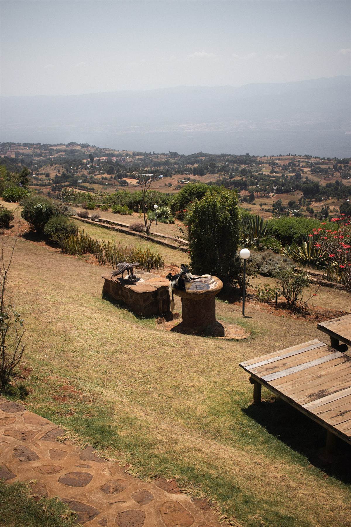 Colobus monkeys at the stone birdbath on the lawn, with the Kerio Valley beyond